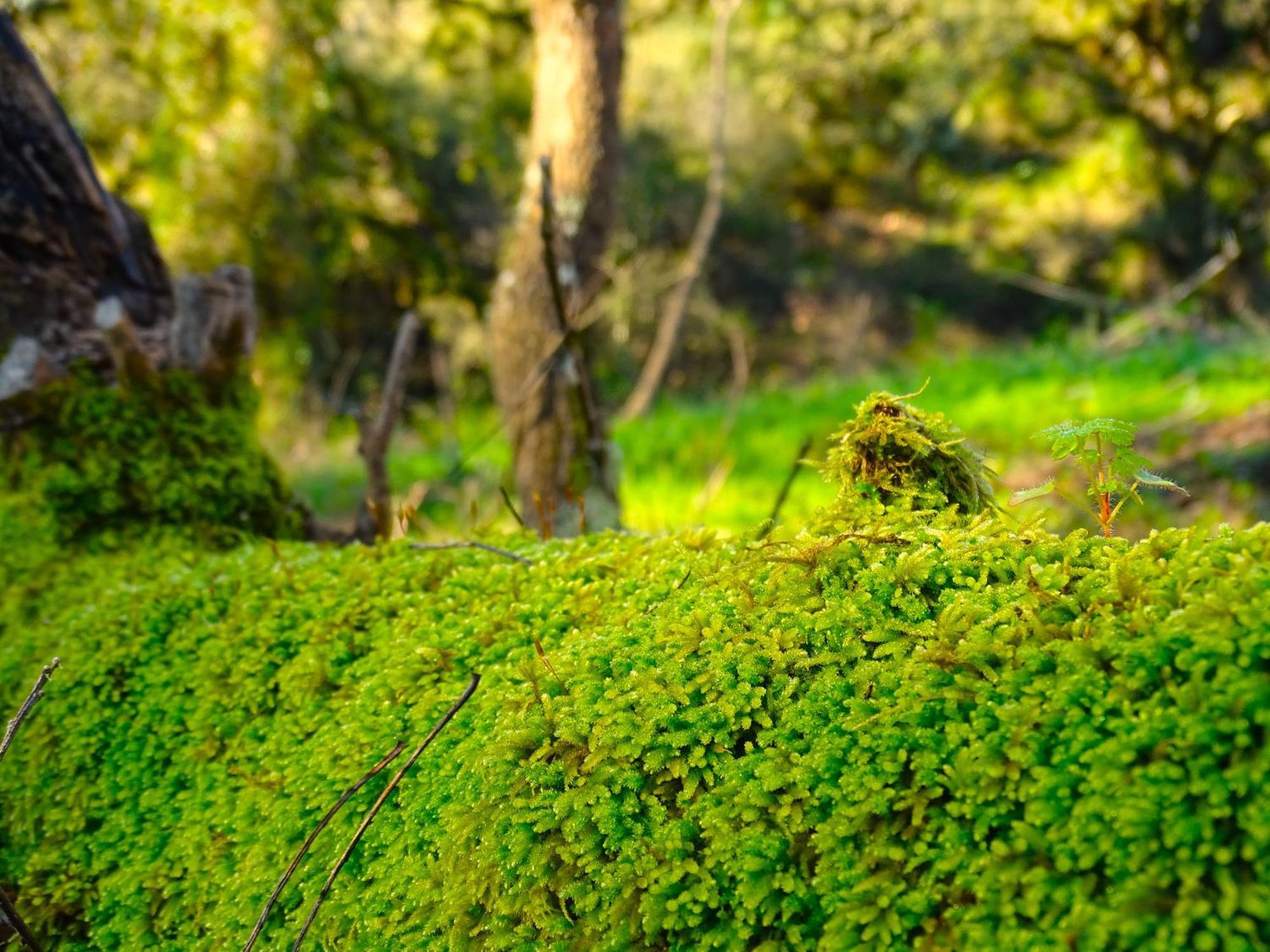 Herdade Vale De Gaios By Stay In Alentejo Sao Luis Exterior photo