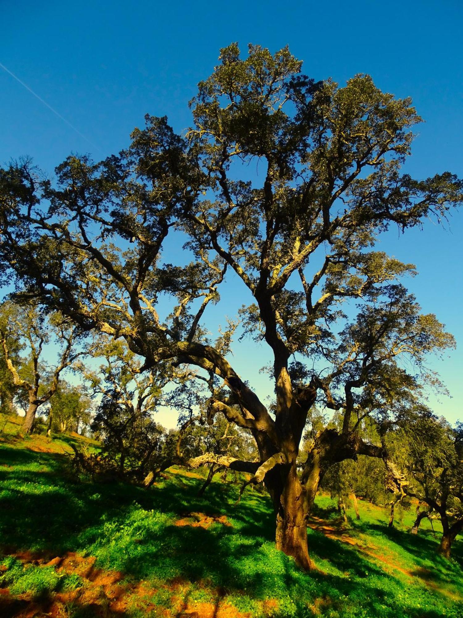 Herdade Vale De Gaios By Stay In Alentejo Sao Luis Exterior photo
